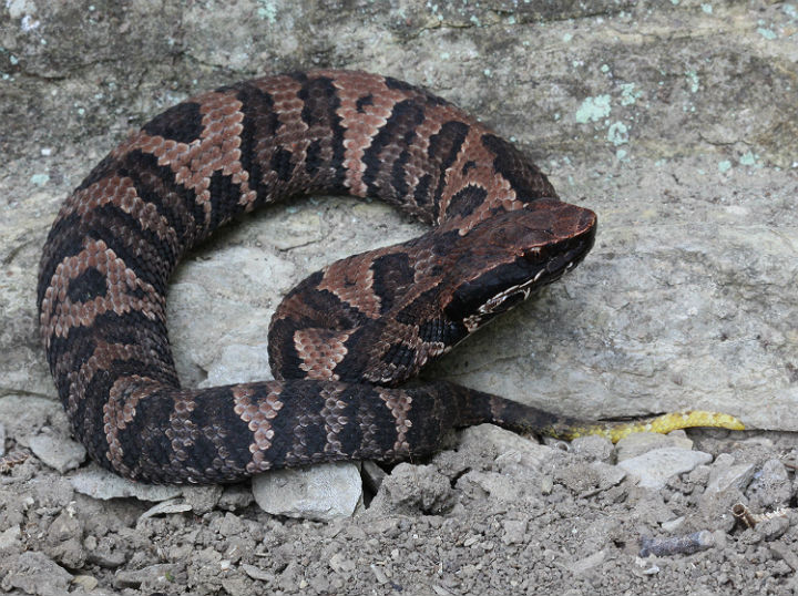 Western Cottonmouth